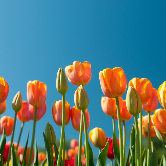 A vibrant field of orange tulips in full bloom under a clear blue sky, capturing the essence of spring renewal and fresh energy.